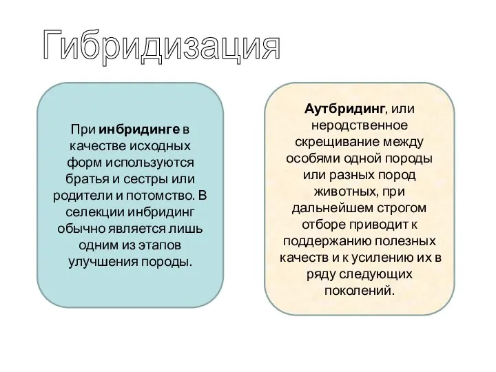 Аутбридинг, или неродственное скрещивание между особями одной породы или разных пород