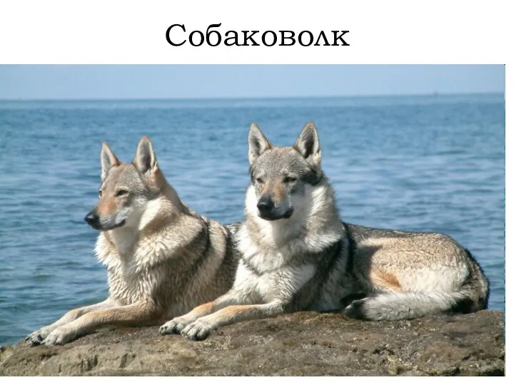 Собаковолк