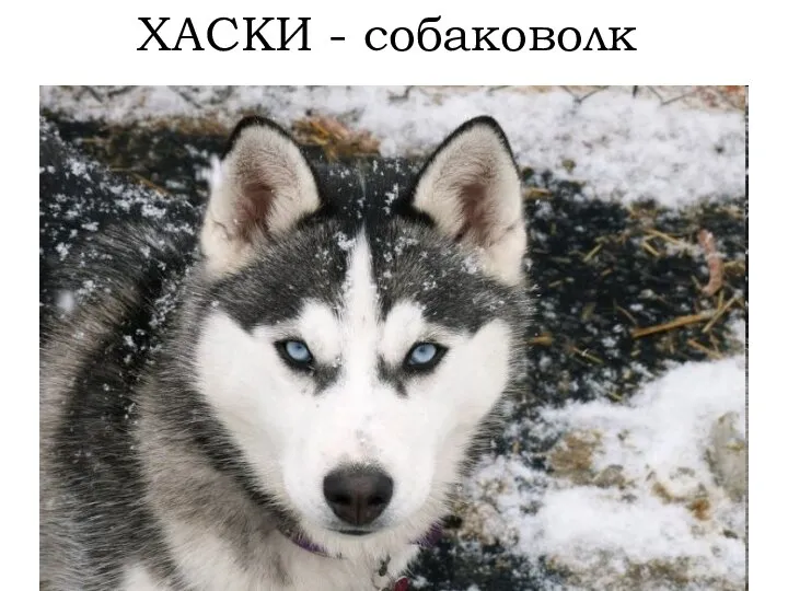 ХАСКИ - собаковолк