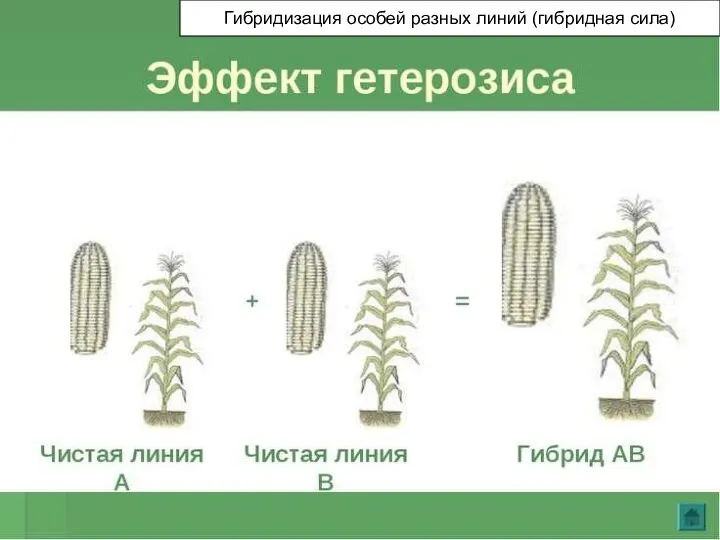 Гибридизация особей разных линий (гибридная сила)