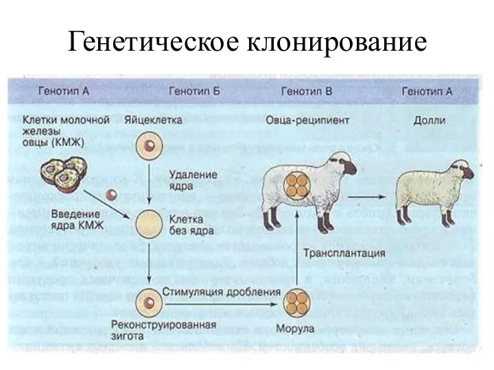 Генетическое клонирование