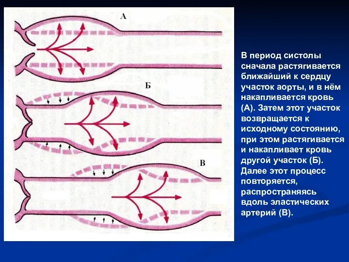 В период систолы сначала растягивается ближайший к сердцу участок аорты, и