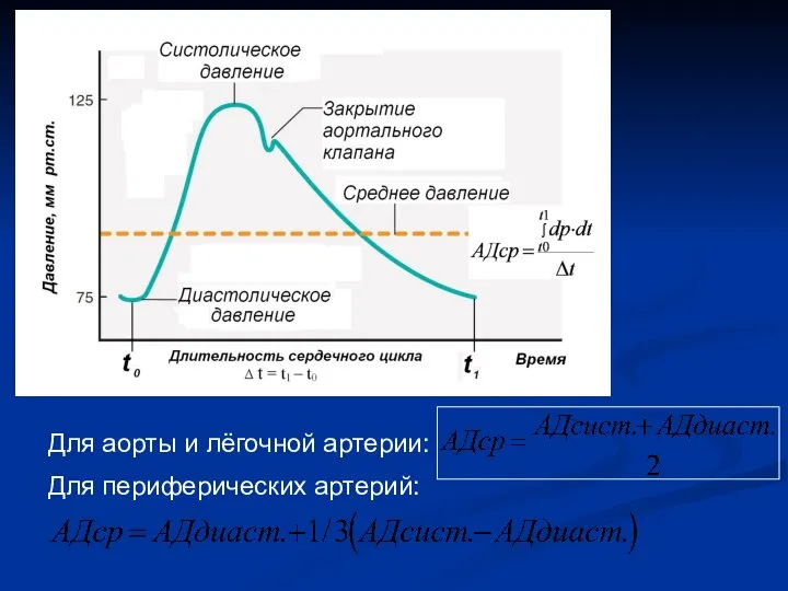 Для аорты и лёгочной артерии: Для периферических артерий: