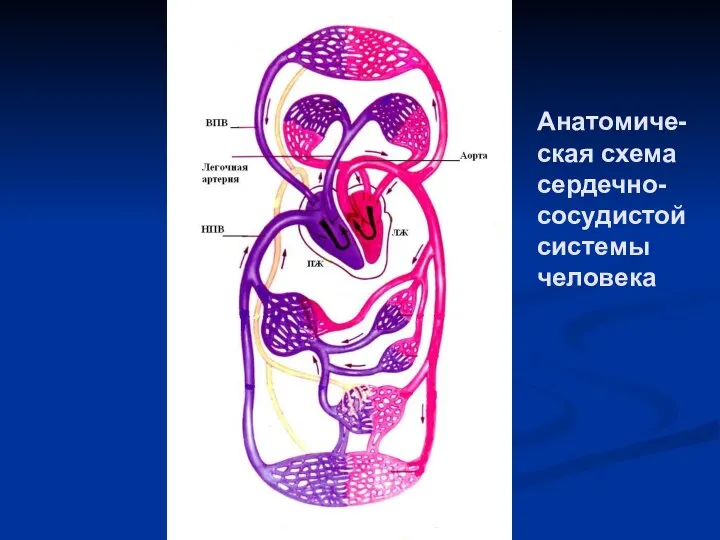 Анатомиче-ская схема сердечно-сосудистой системы человека