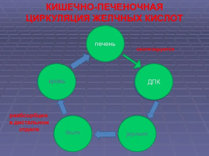 КИШЕЧНО-ПЕЧЕНОЧНАЯ ЦИРКУЛЯЦИЯ ЖЕЛЧНЫХ КИСЛОТ печень ДПК ДПК jejunum реабсорбция в дистальном отделе ileum кровь синтезируется