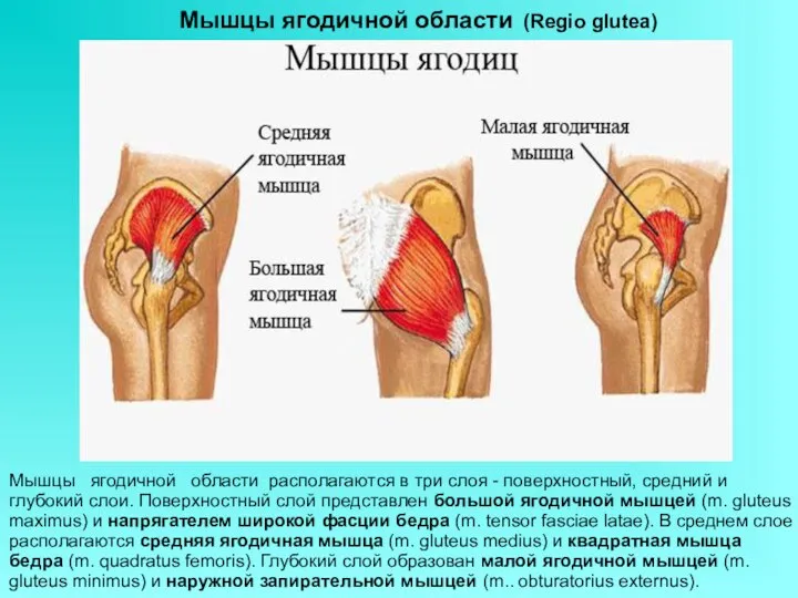 Мышцы ягодичной области (Regio glutea) Мышцы ягодичной области располагаются в три