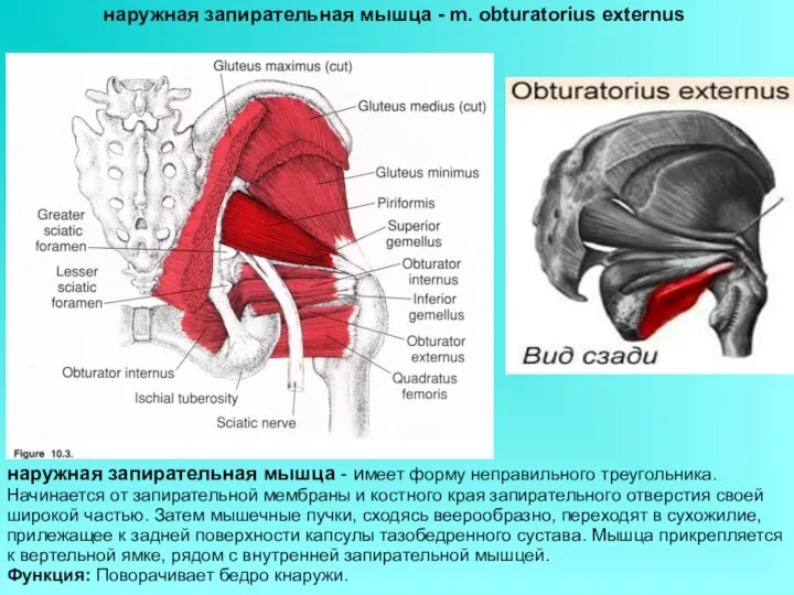 наружная запирательная мышца - m. obturatorius externus наружная запирательная мышца -