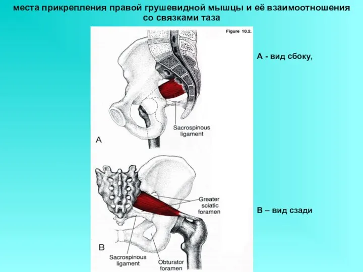 места прикрепления правой грушевидной мышцы и её взаимоотношения со связками таза