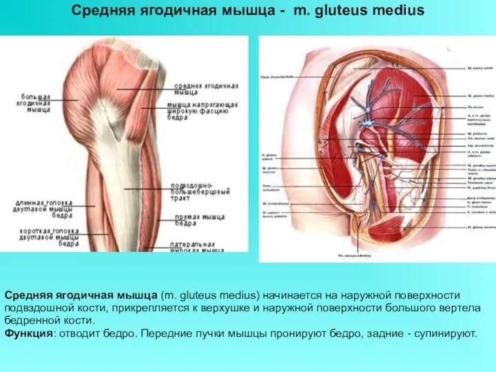 Средняя ягодичная мышца (m. gluteus medius) начинается на наружной поверхности подвздошной