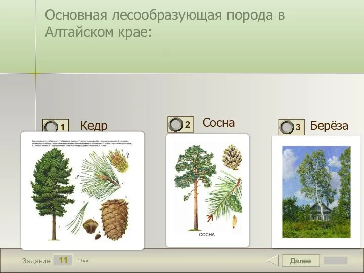 Далее 11 Задание 1 бал. Основная лесообразующая порода в Алтайском крае: Кедр Сосна Берёза