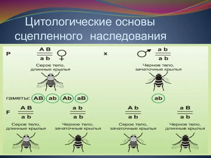 Цитологические основы сцепленного наследования