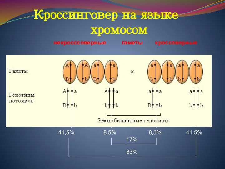 некросссоверные гаметы кроссоверные Кроссинговер на языке хромосом