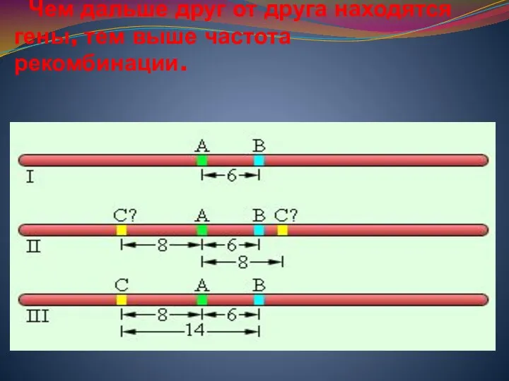 Чем дальше друг от друга находятся гены, тем выше частота рекомбинации.