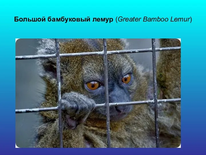 Большой бамбуковый лемур (Greater Bamboo Lemur)