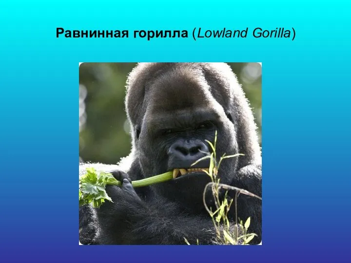 Равнинная горилла (Lowland Gorilla)