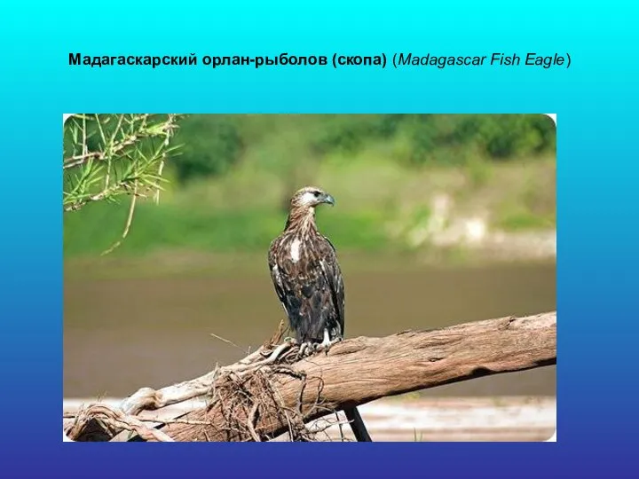 Мадагаскарский орлан-рыболов (скопа) (Madagascar Fish Eagle)