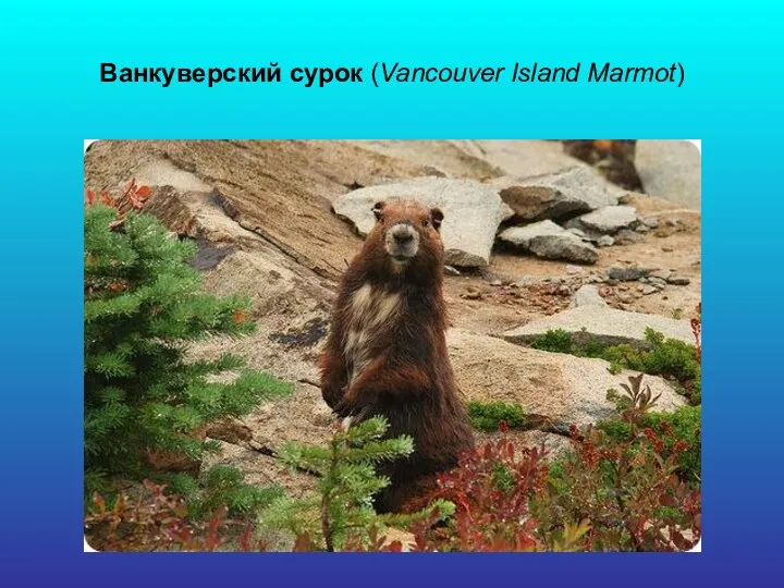 Ванкуверский сурок (Vancouver Island Marmot)