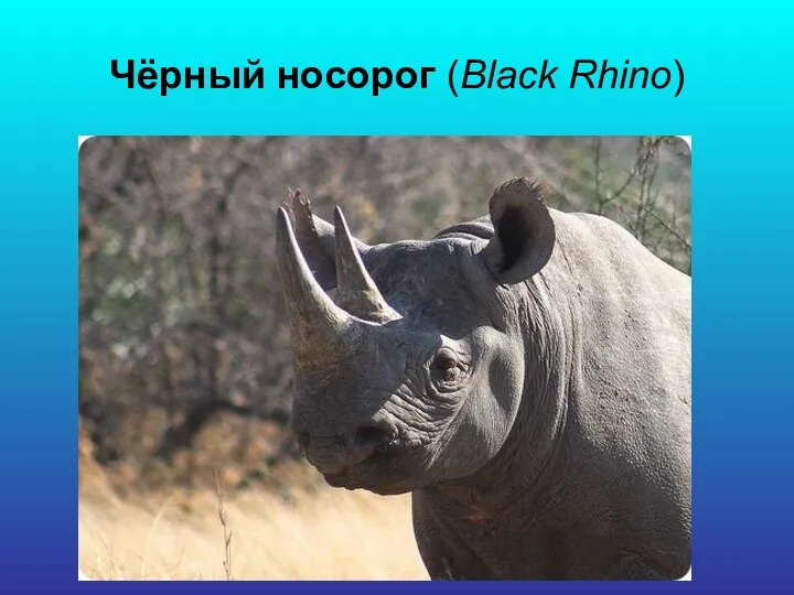 Чёрный носорог (Black Rhino)