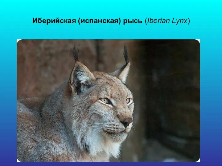 Иберийская (испанская) рысь (Iberian Lynx)