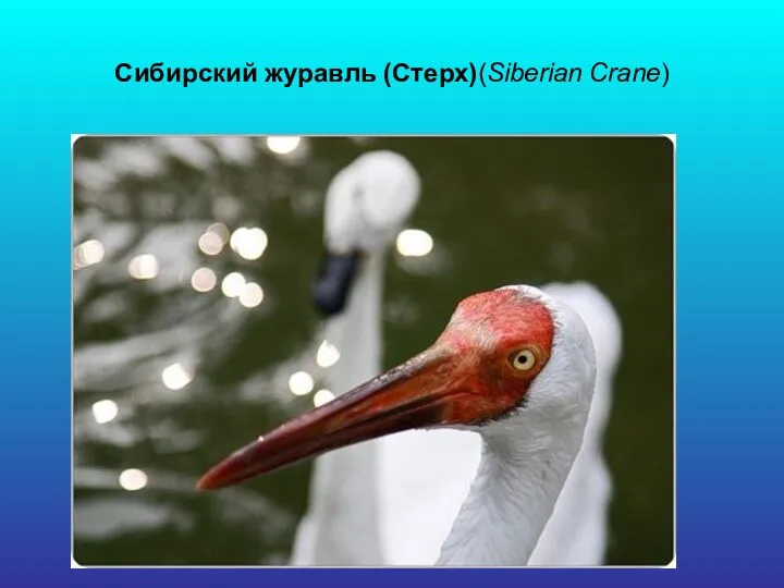 Сибирский журавль (Стерх)(Siberian Crane)