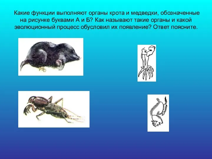 Какие функции выполняют органы крота и медведки, обозначенные на рисунке буквами