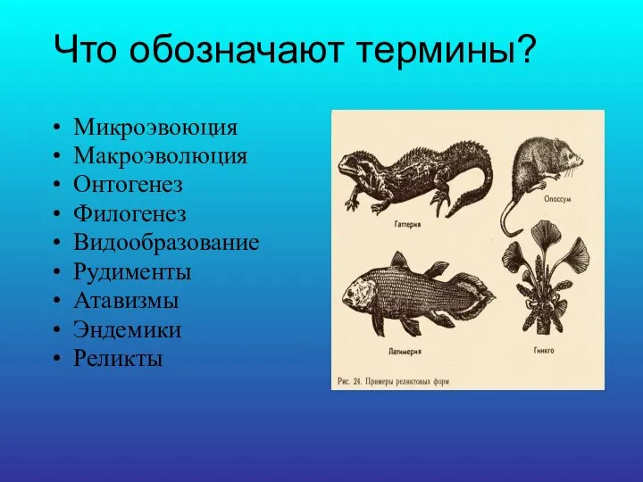 Что обозначают термины? Микроэвоюция Макроэволюция Онтогенез Филогенез Видообразование Рудименты Атавизмы Эндемики Реликты