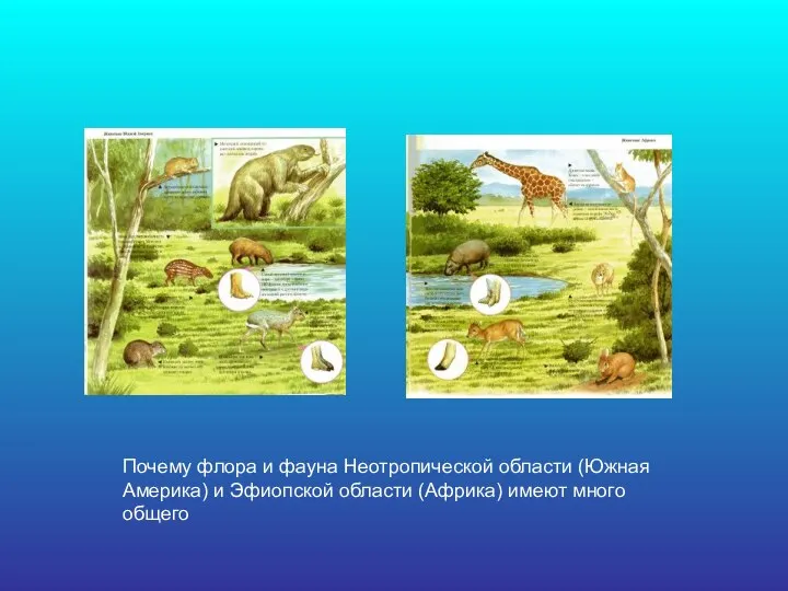 Почему флора и фауна Неотропической области (Южная Америка) и Эфиопской области (Африка) имеют много общего