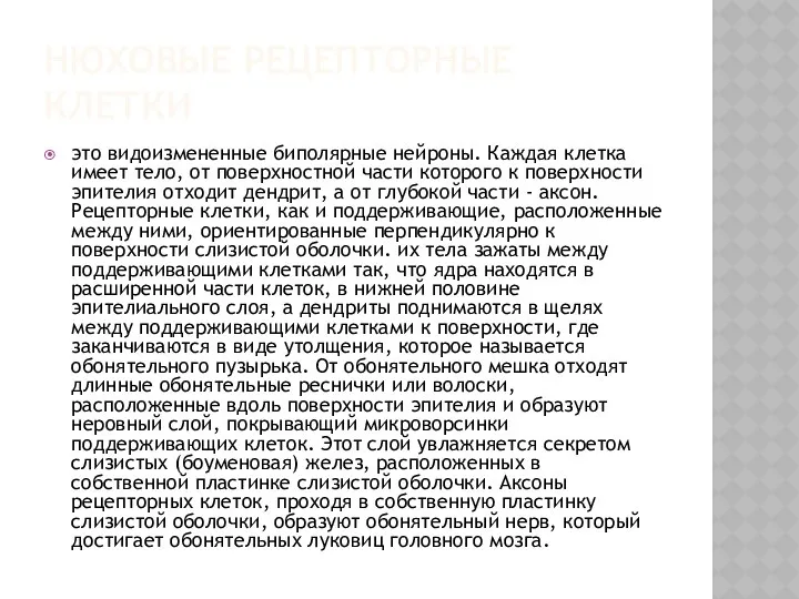 НЮХОВЫЕ РЕЦЕПТОРНЫЕ КЛЕТКИ это видоизмененные биполярные нейроны. Каждая клетка имеет тело,