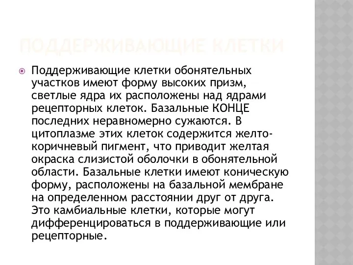 ПОДДЕРЖИВАЮЩИЕ КЛЕТКИ Поддерживающие клетки обонятельных участков имеют форму высоких призм, светлые