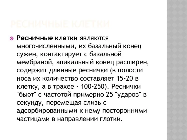 РЕСНИЧНЫЕ КЛЕТКИ Ресничные клетки являются многочисленными, их базальный конец сужен, контактирует