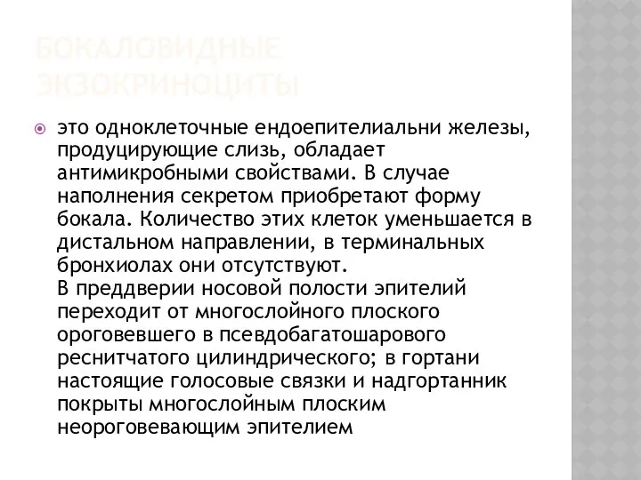 БОКАЛОВИДНЫЕ ЭКЗОКРИНОЦИТЫ это одноклеточные ендоепителиальни железы, продуцирующие слизь, обладает антимикробными свойствами.