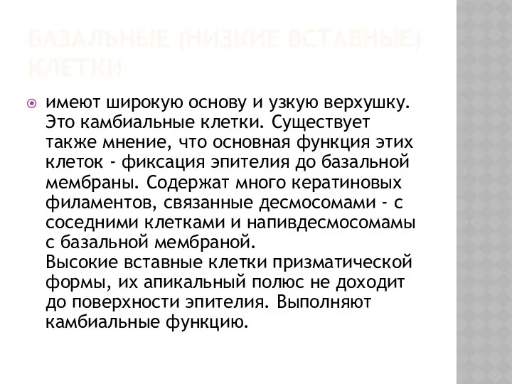 БАЗАЛЬНЫЕ (НИЗКИЕ ВСТАВНЫЕ) КЛЕТКИ имеют широкую основу и узкую верхушку. Это