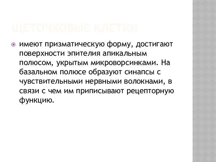 ЩЕТОЧКОВЫЕ КЛЕТКИ имеют призматическую форму, достигают поверхности эпителия апикальным полюсом, укрытым