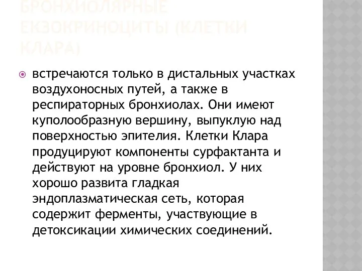 БРОНХИОЛЯРНЫЕ ЕКЗОКРИНОЦИТЫ (КЛЕТКИ КЛАРА) встречаются только в дистальных участках воздухоносных путей,