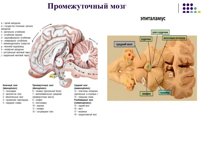 Промежуточный мозг