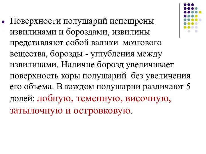 Поверхности полушарий испещрены извилинами и бороздами, извилины представляют собой валики мозгового