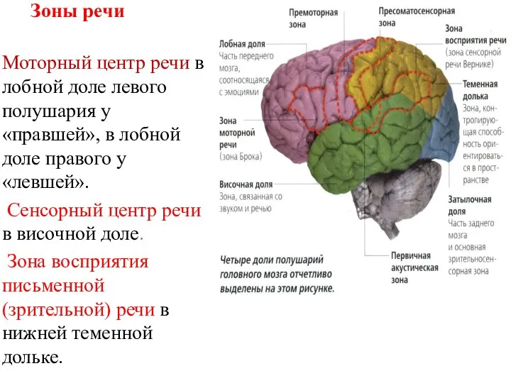 Зоны речи Моторный центр речи в лобной доле левого полушария у