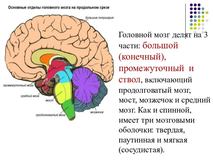 Головной мозг делят на 3 части: большой (конечный), промежуточный и ствол,