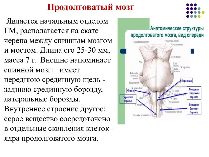 Продолговатый мозг Является начальным отделом ГМ, располагается на скате черепа между