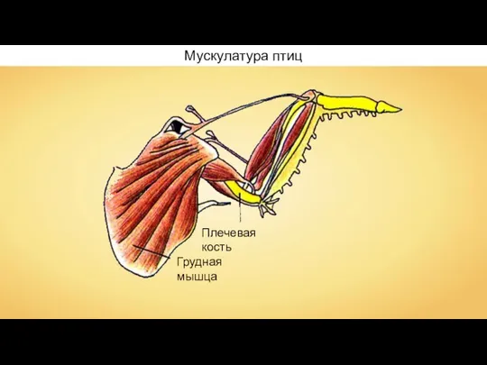 Плечевая кость Грудная мышца Мускулатура птиц