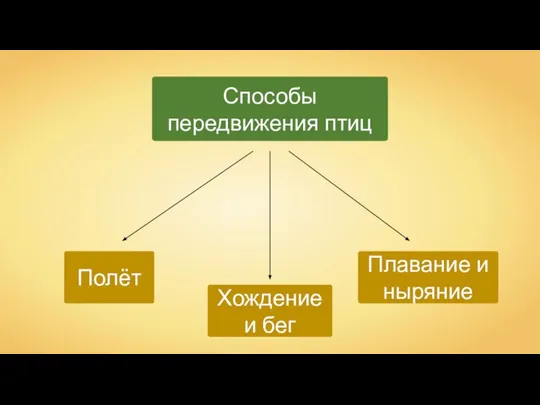 Полёт Способы передвижения птиц Плавание и ныряние Хождение и бег