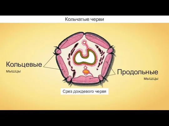 Срез дождевого червя Кольчатые черви Продольные мышцы Кольцевые мышцы