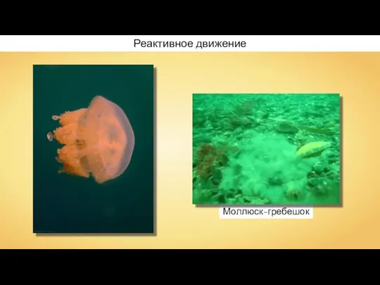 Моллюск-гребешок Реактивное движение
