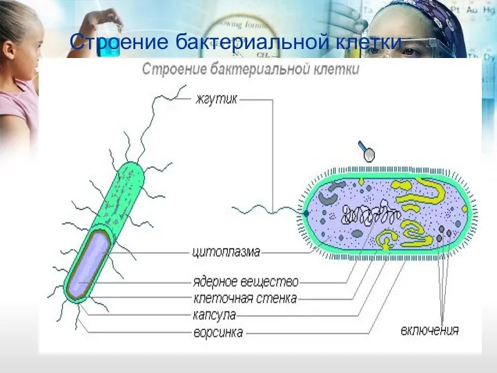 Строение бактериальной клетки