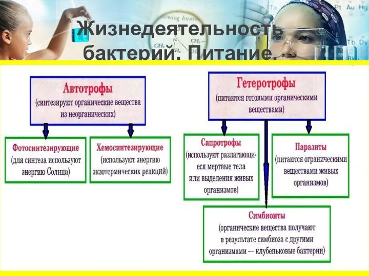 Жизнедеятельность бактерий. Питание. Питание бактерий