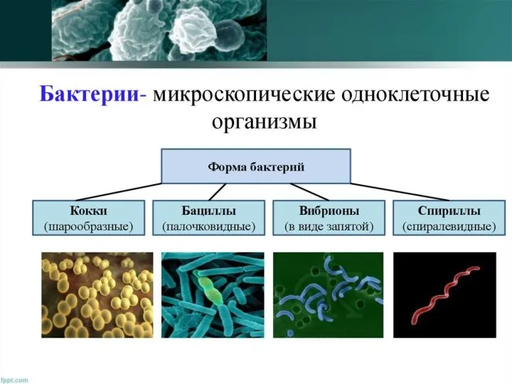 Царство Бактерии Форма тела бактерии