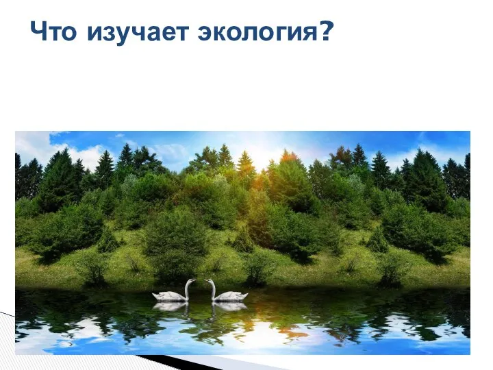 Что изучает экология?