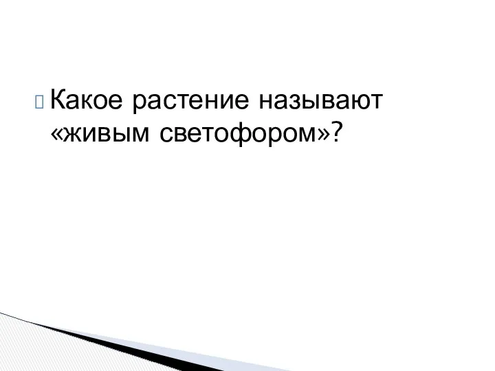 Какое растение называют «живым светофором»?