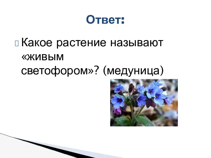 Какое растение называют «живым светофором»? (медуница) Ответ: