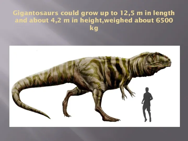 Gigantosaurs could grow up to 12,5 m in length and about